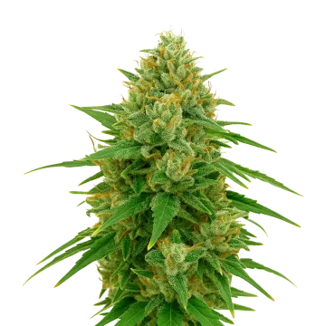 plante de cannabis CBD Express Auto