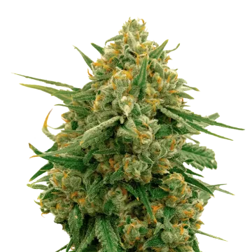 plante de cannabis CBD Express