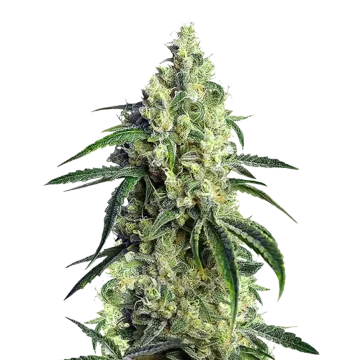 plante de cannabis CBD Girl Scout Cookies