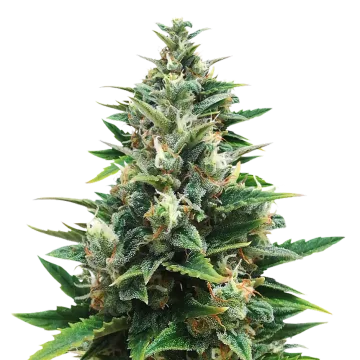 plante de cannabis CBD Harle-Tsu