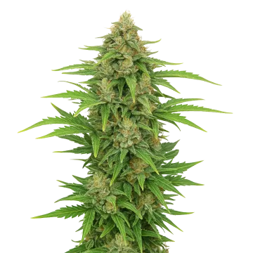 plante de cannabis CBD Kush Auto