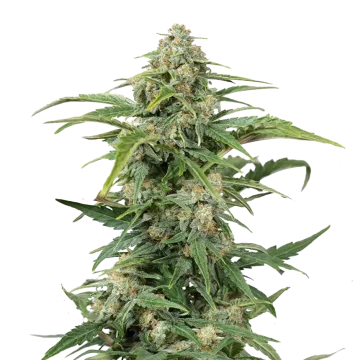 plante de cannabis CBD Kush