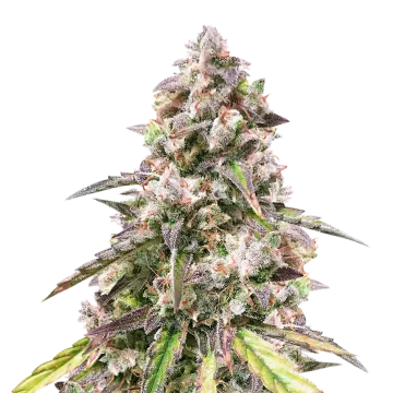 plante de cannabis CBD Mango