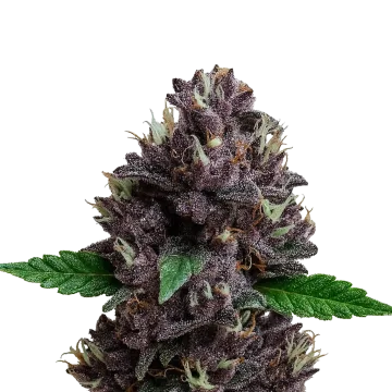 plante de cannabis CBD Purple Kush Auto