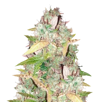 plante de cannabis CBD Sugar