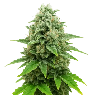 plante de cannabis CBD White Widow Auto