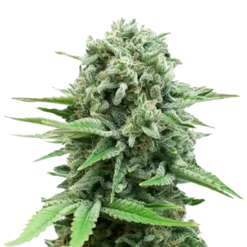plante de cannabis CBD White Widow