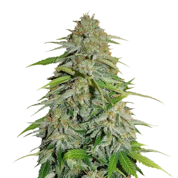 plante de cannabis CBD Zenergy