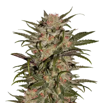 plante de cannabis CBD Zkittlez