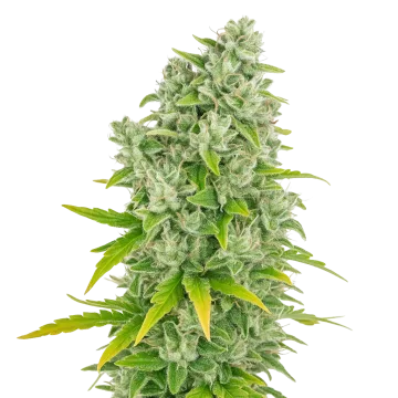 plante de cannabis CBG Citrus Nectar Auto