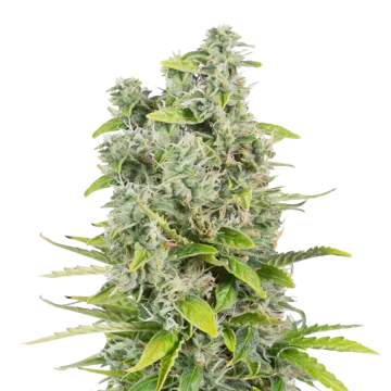plante de cannabis CBG Citrus Nectar