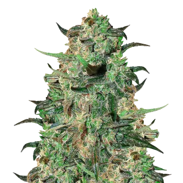 plante de cannabis Cement Shoes