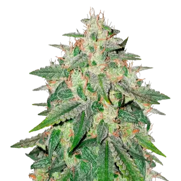 plante de cannabis Cereal Milk