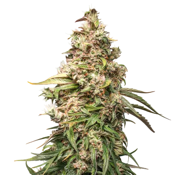 plante de cannabis Charlotte's Web