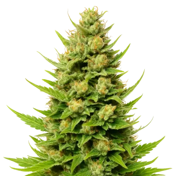 plante de cannabis Cheese Auto