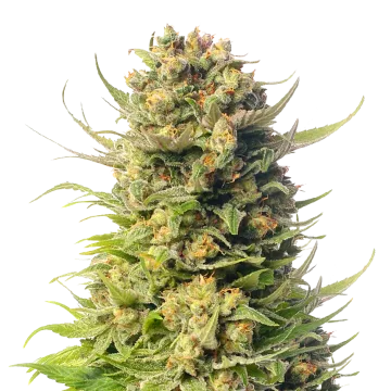 plante de cannabis Cheese
