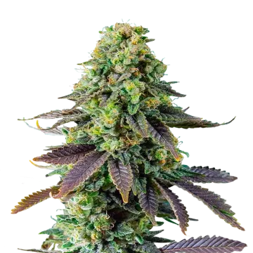 plante de cannabis Chemdawg