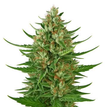 plante de cannabis Cherry AK Auto