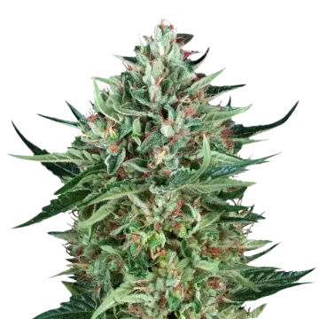 plante de cannabis Cherry AK