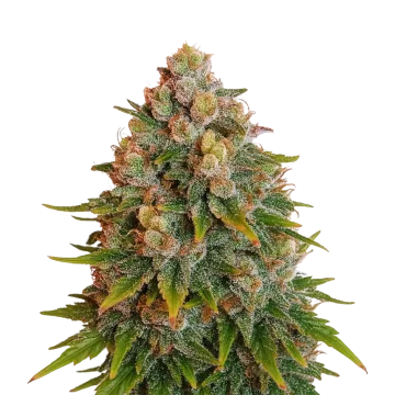 plante de cannabis Cherry Pie Auto