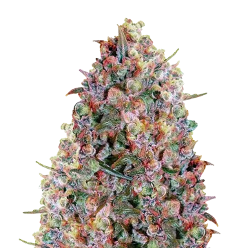 plante de cannabis Cherry Pie
