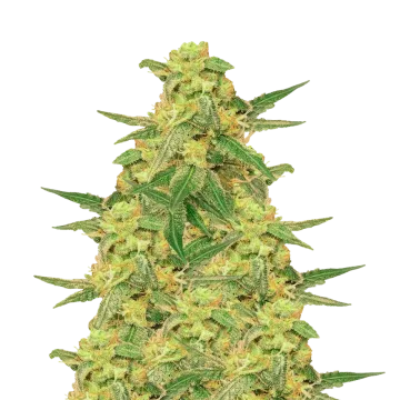 plante de cannabis C. Banana