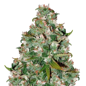 plante de cannabis Chocolate Thai