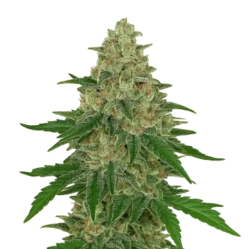 plante de cannabis Chocolope Auto