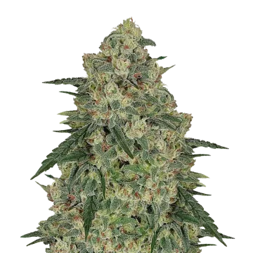 plante de cannabis Chocolope