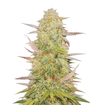 plante de cannabis Chronic