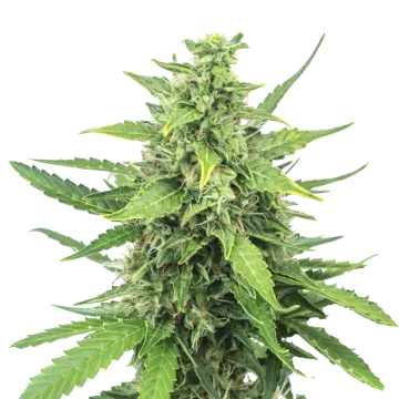 plante de cannabis Cinderella 99