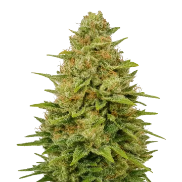 plante de cannabis Colombian Gold Auto