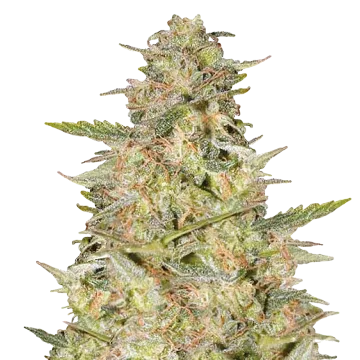 plante de cannabis Colombian Gold