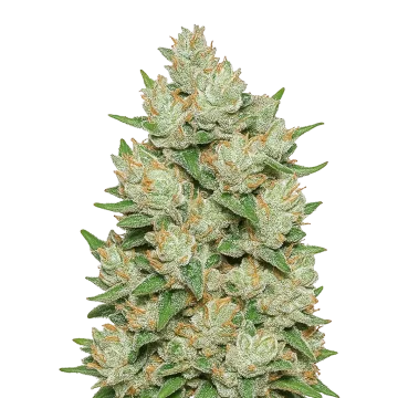 plante de cannabis Cookies and Cream Auto