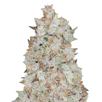 plante de cannabis Cookies and Cream