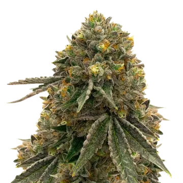 plante de cannabis Critical 47
