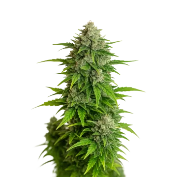 plante de cannabis Critical Auto