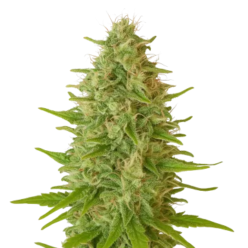 plante de cannabis Critical Jack Auto