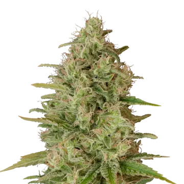plante de cannabis Critical Jack