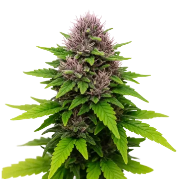 plante de cannabis Critical Purple Auto