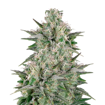 plante de cannabis Critical White