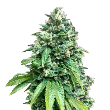 plante de cannabis Crunch Berries