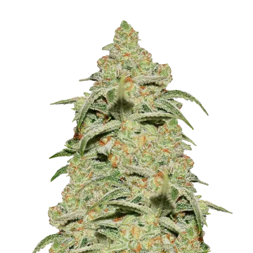 plante de cannabis Crystal
