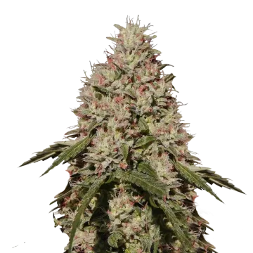 plante de cannabis Death Star