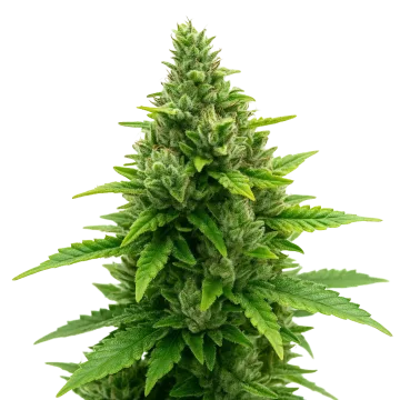 plante de cannabis Diesel Auto