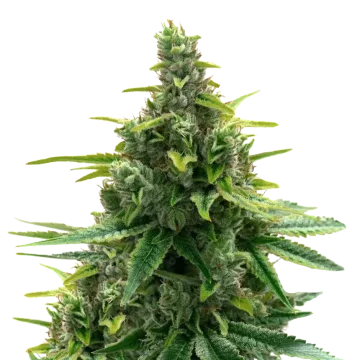 plante de cannabis Diesel