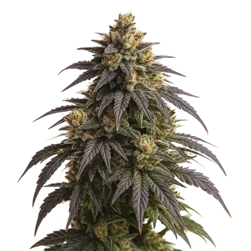 plante de cannabis Do-si-Dos Auto