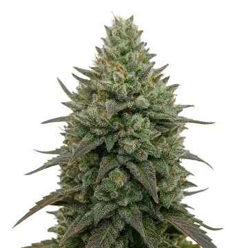 plante de cannabis Donny Burger