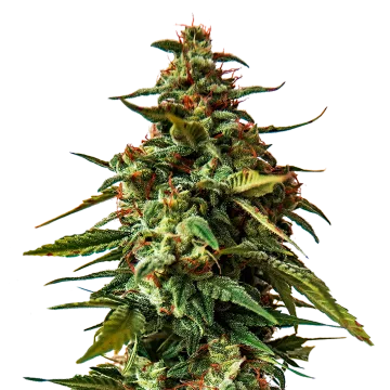 plante de cannabis Doug's Varin