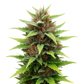 plante de cannabis Durban Poison Auto